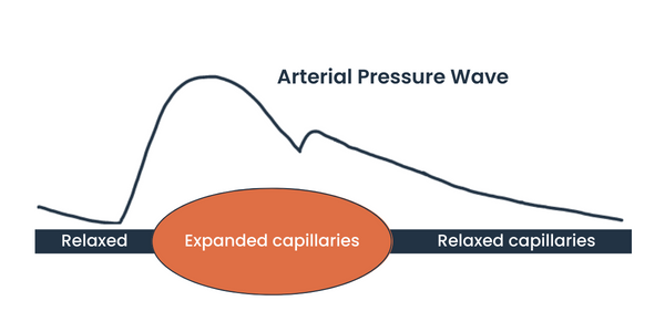 Arterial pressure wave (1).png
