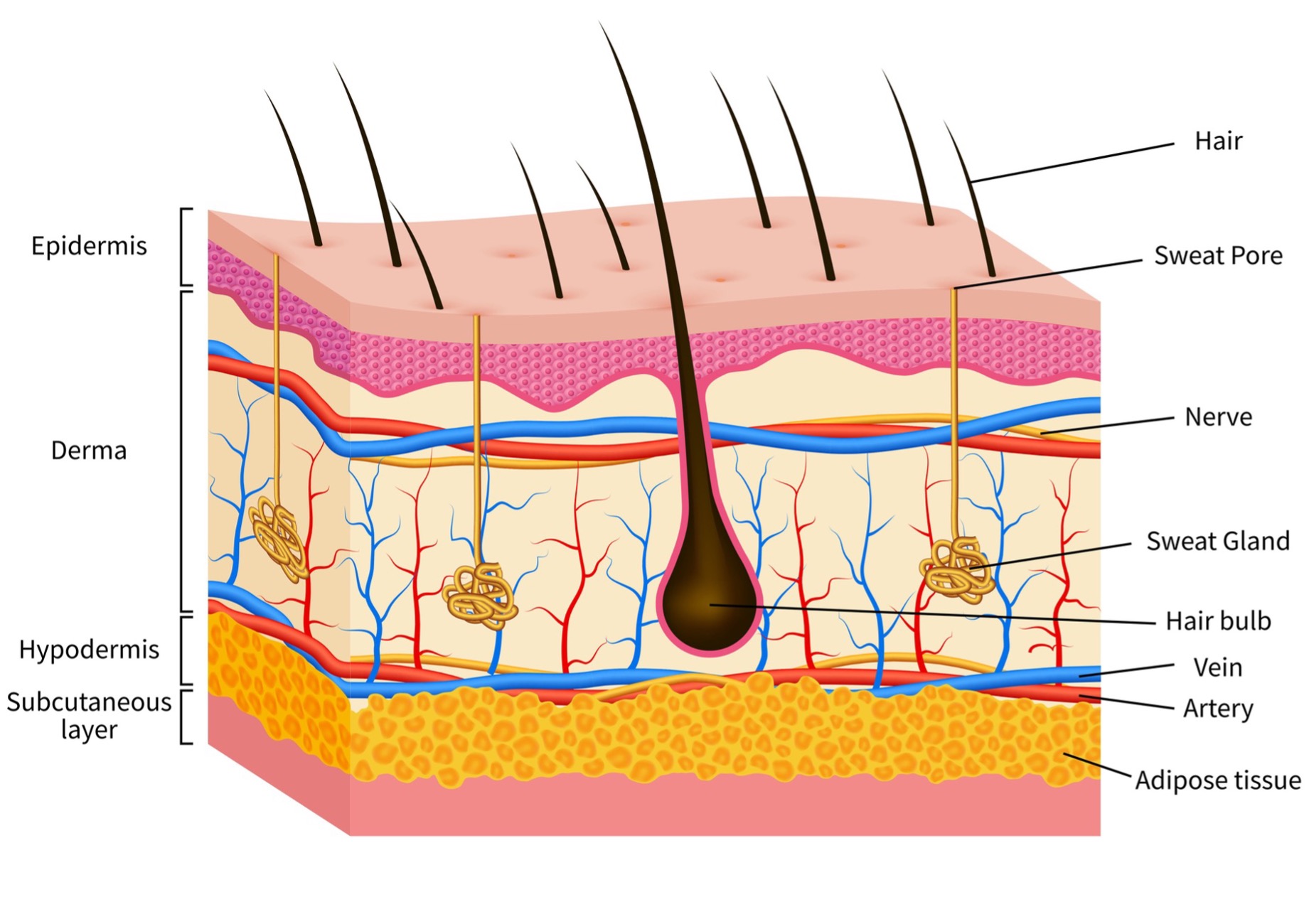 Skin layers 2.jpg